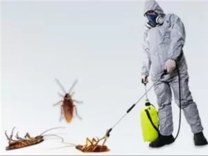شركة رش حشرات بالرياض